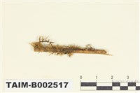 藏品(錦苔科)的圖片